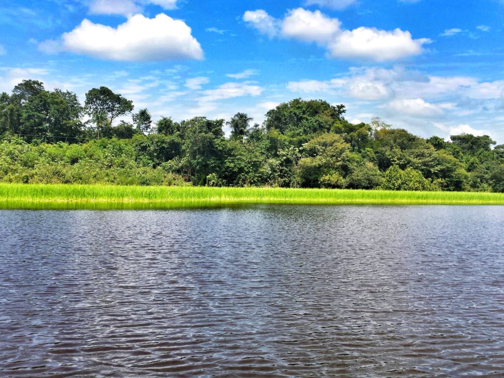 brazil amazon nature outdoor south america