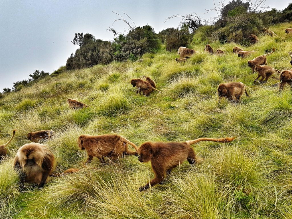 Ethiopia Simien Mountains Gelada Baboons Monkeys