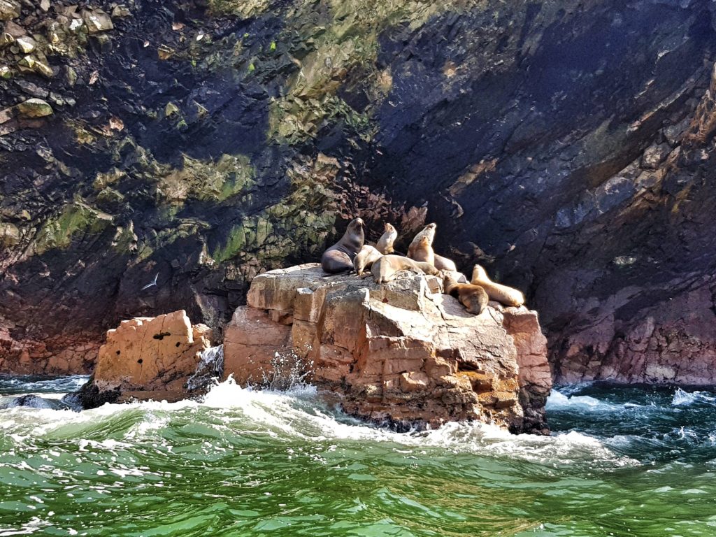 islas ballestas peru sealions travel south america