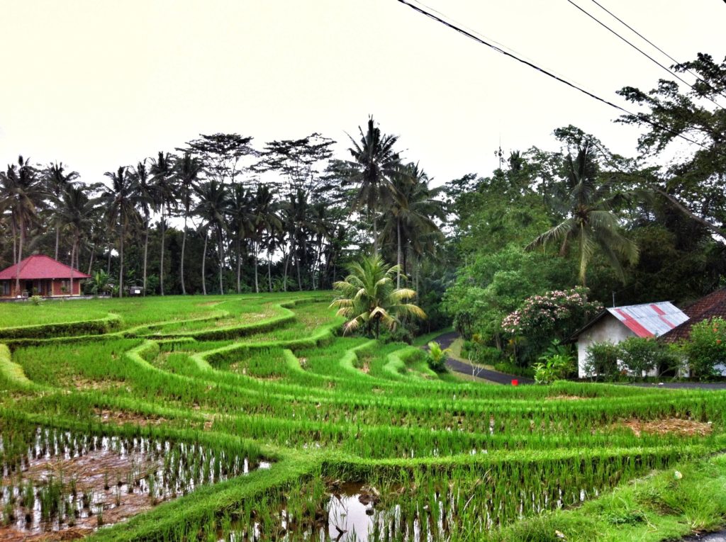 bali indonesia ubud rice terraces