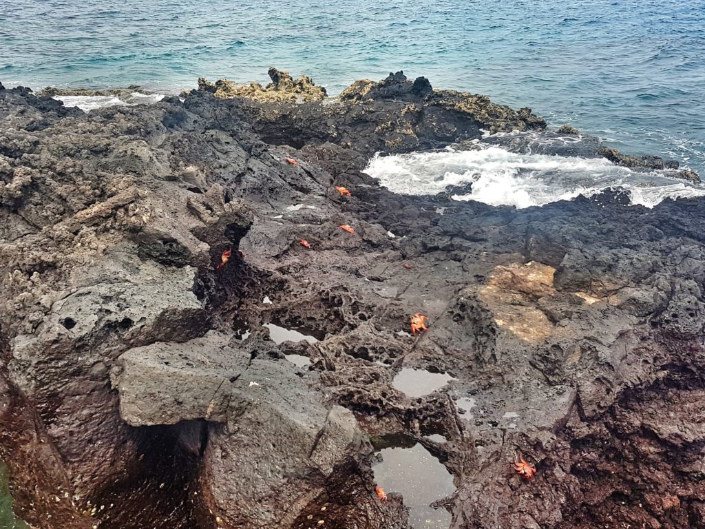 ecuador galapagos red crabs