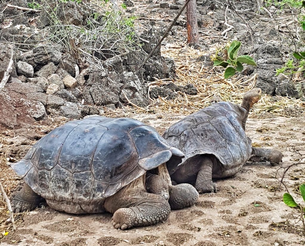 Darwin Research Center galapagos santa cruz tortoises