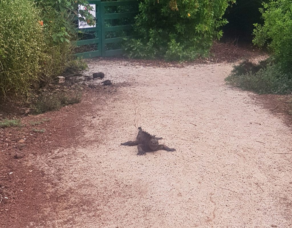 galapagos islands iguana