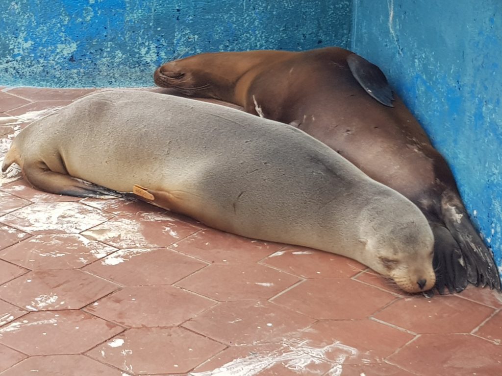 galapagos islands sealions