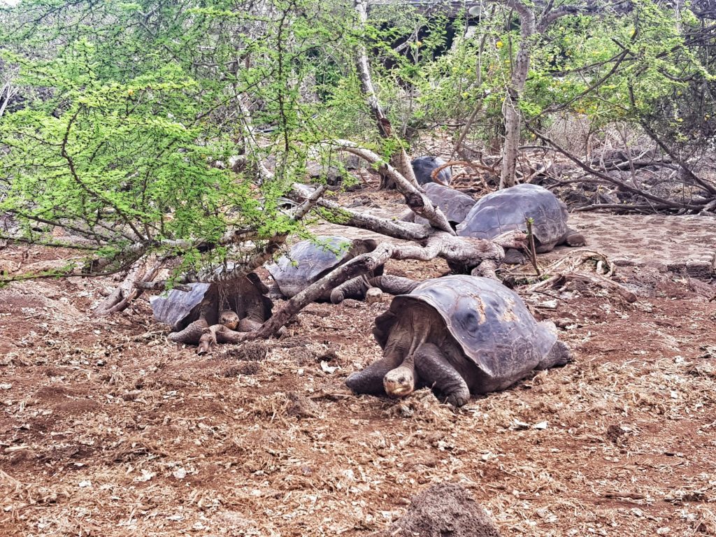 ecuador galapagos tortoises