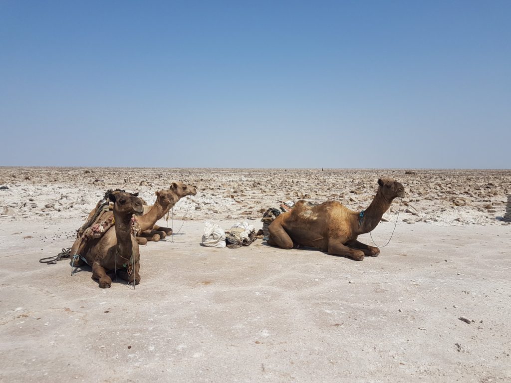danakil depression salt pans camels