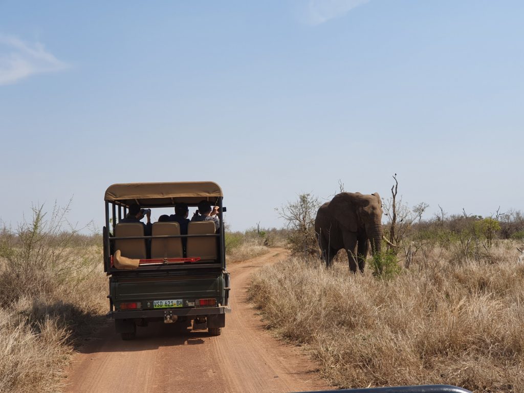 hlane elephant eswatini