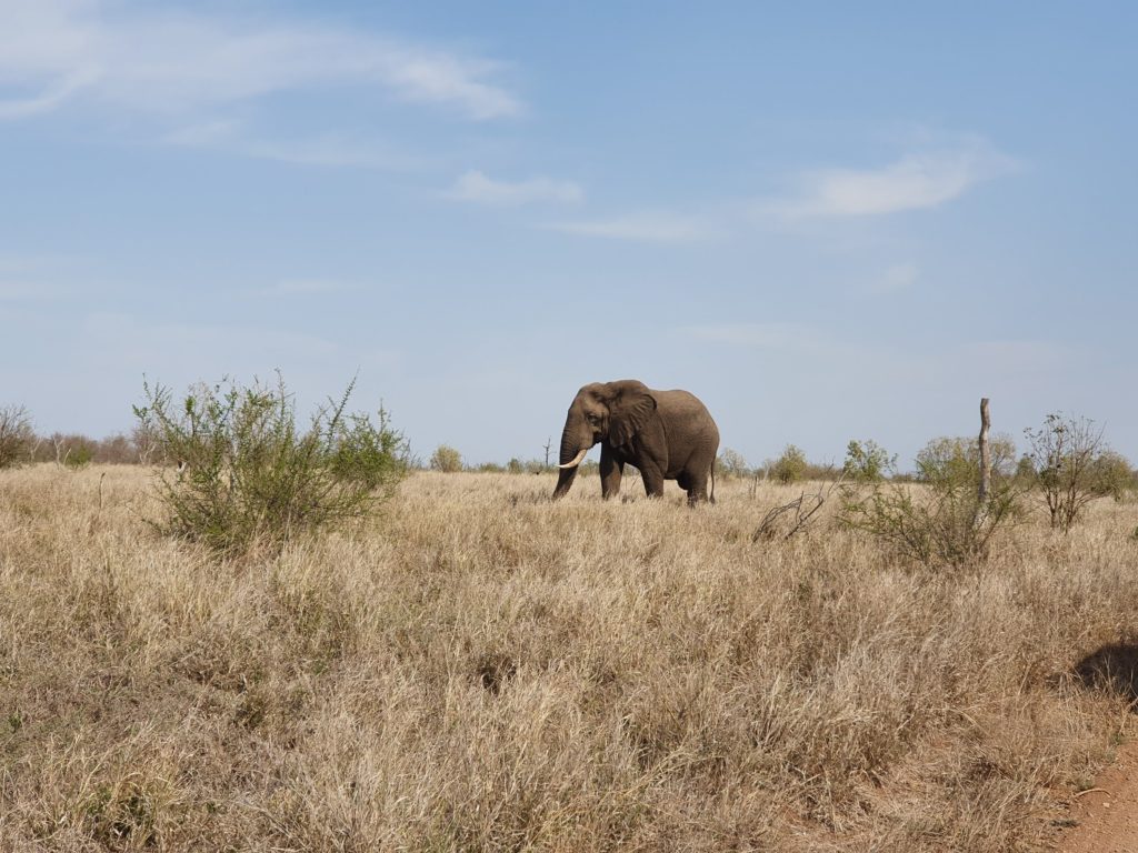 hlane nationalpark swaziland