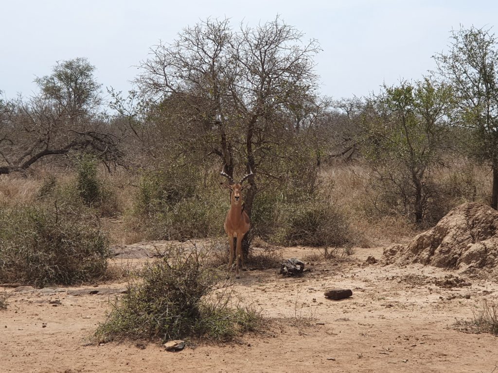 eswatini hlane nationalpark