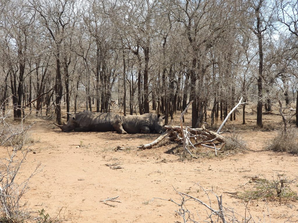 rhino tracking hlane nationalpark swaziland