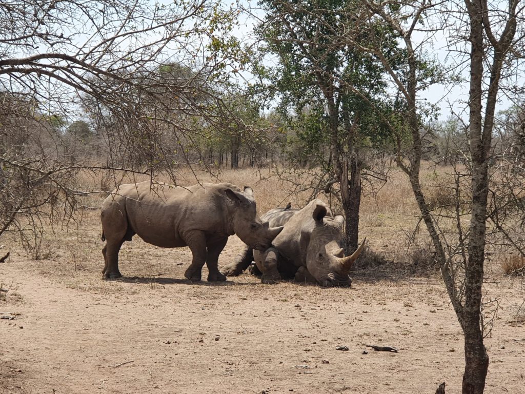 rhino tracking hlane nationalpark swaziland