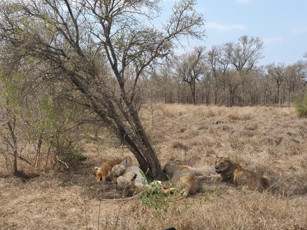 hlane nationalpark lions