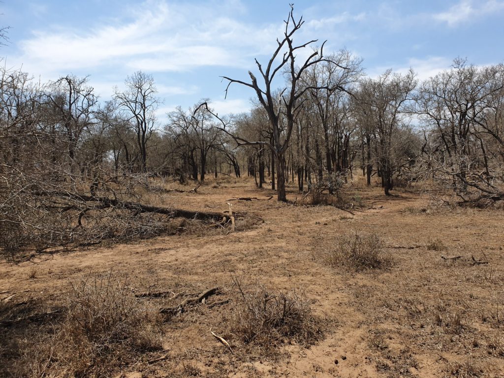 eswatini hlane scenery