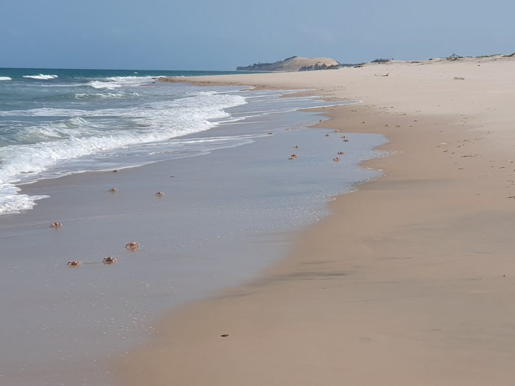 mozambique bazaruto crabs