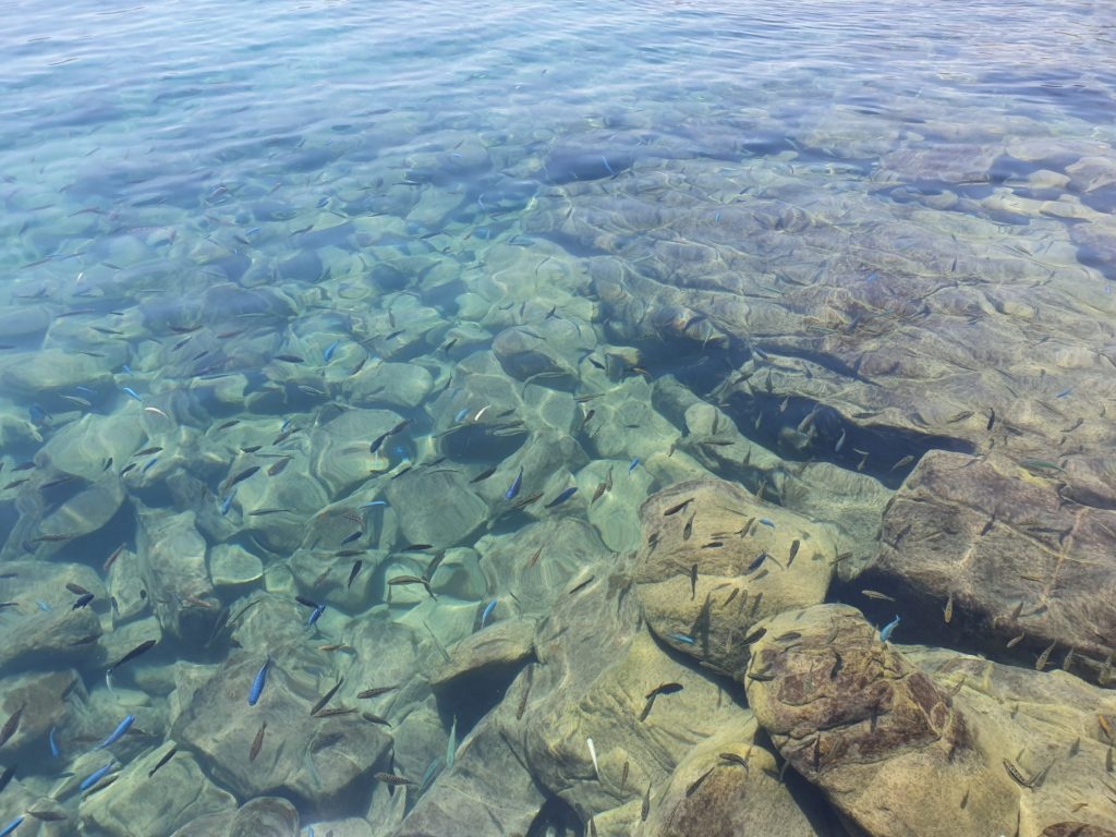 fish lake malawi