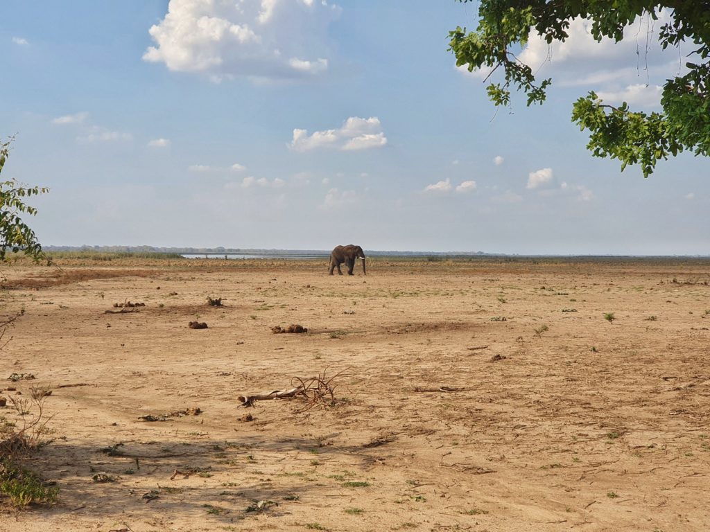 elephant liwonde national park