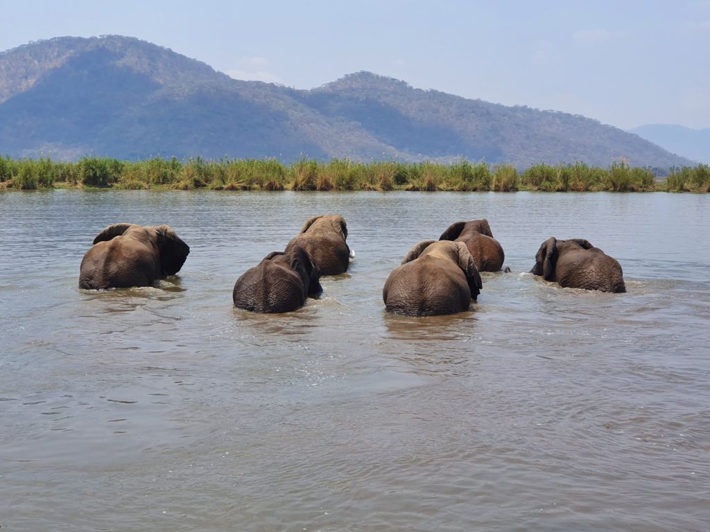 elephants crossing river liwonde