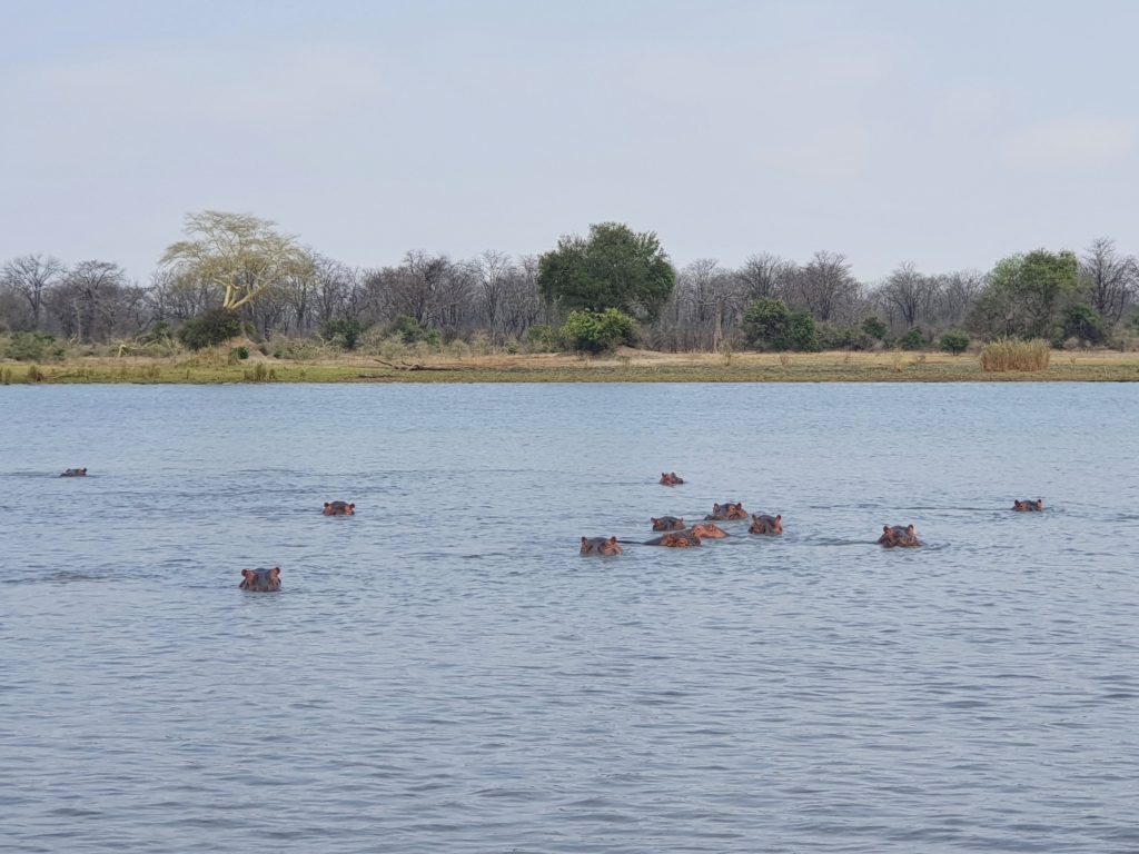 liwonde nationalpark hippos