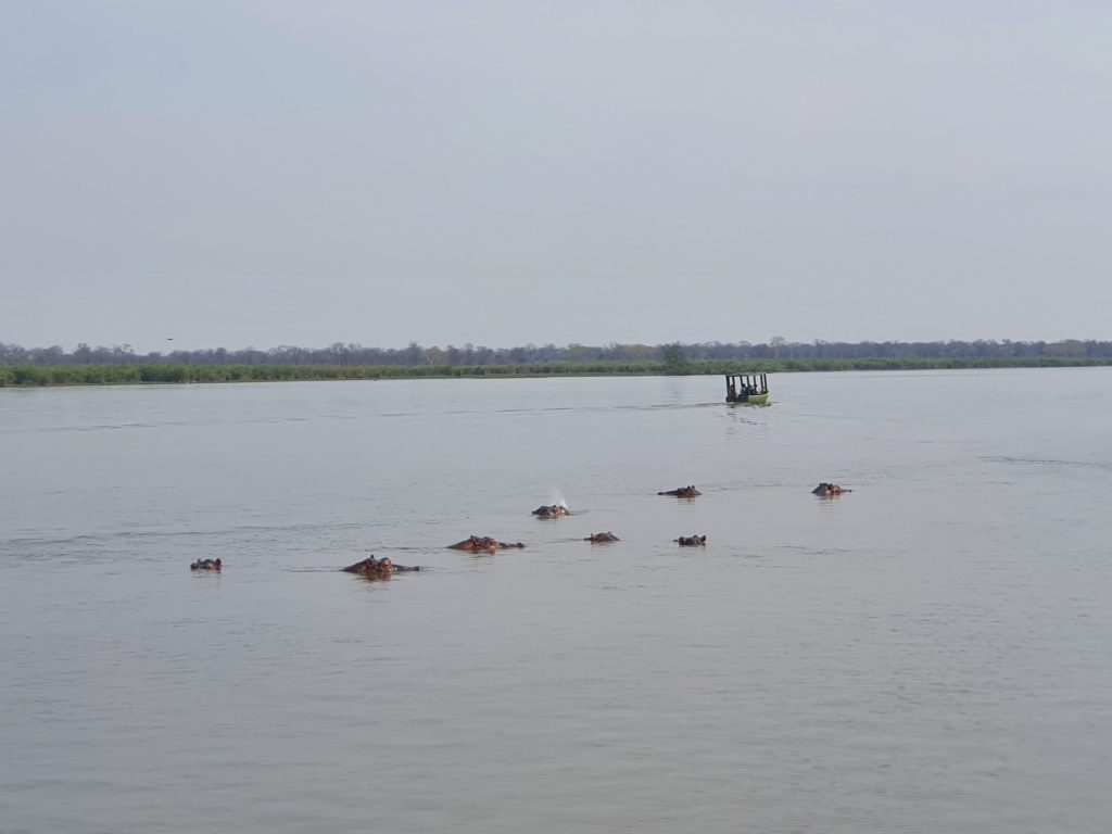 liwonde nationalpark hippos