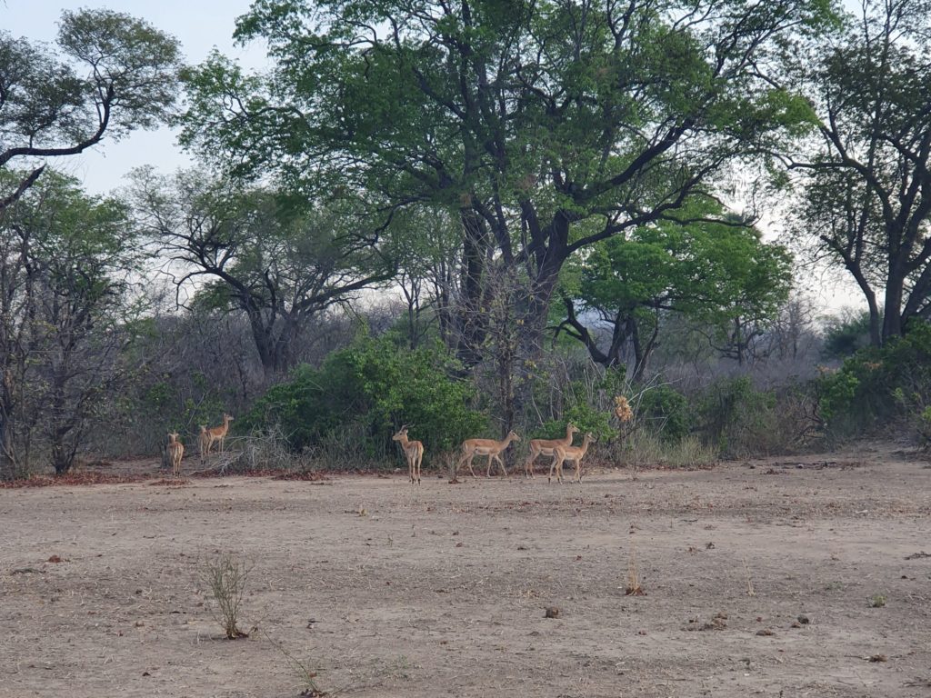 liwonde national park impalas