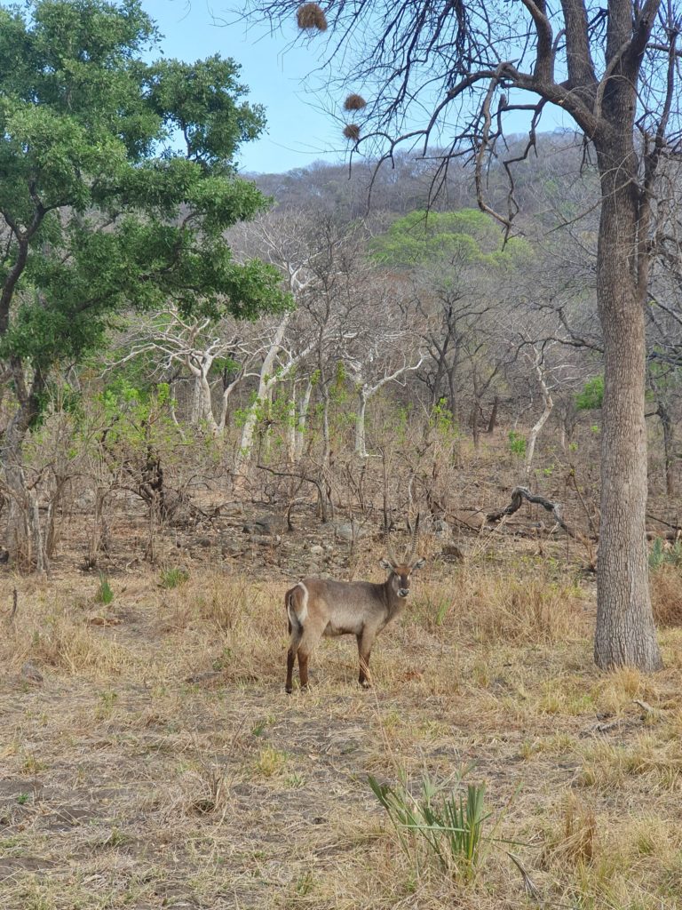 posing animal liwonde national park