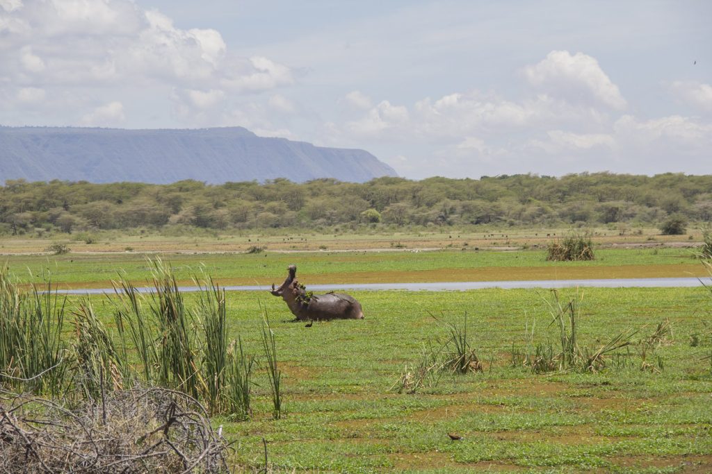 lake manyara nationalpark hippo