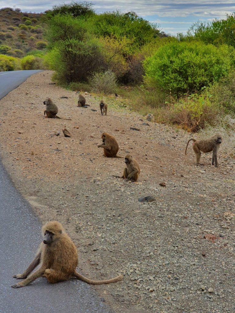 monkeys on the street lake manyara