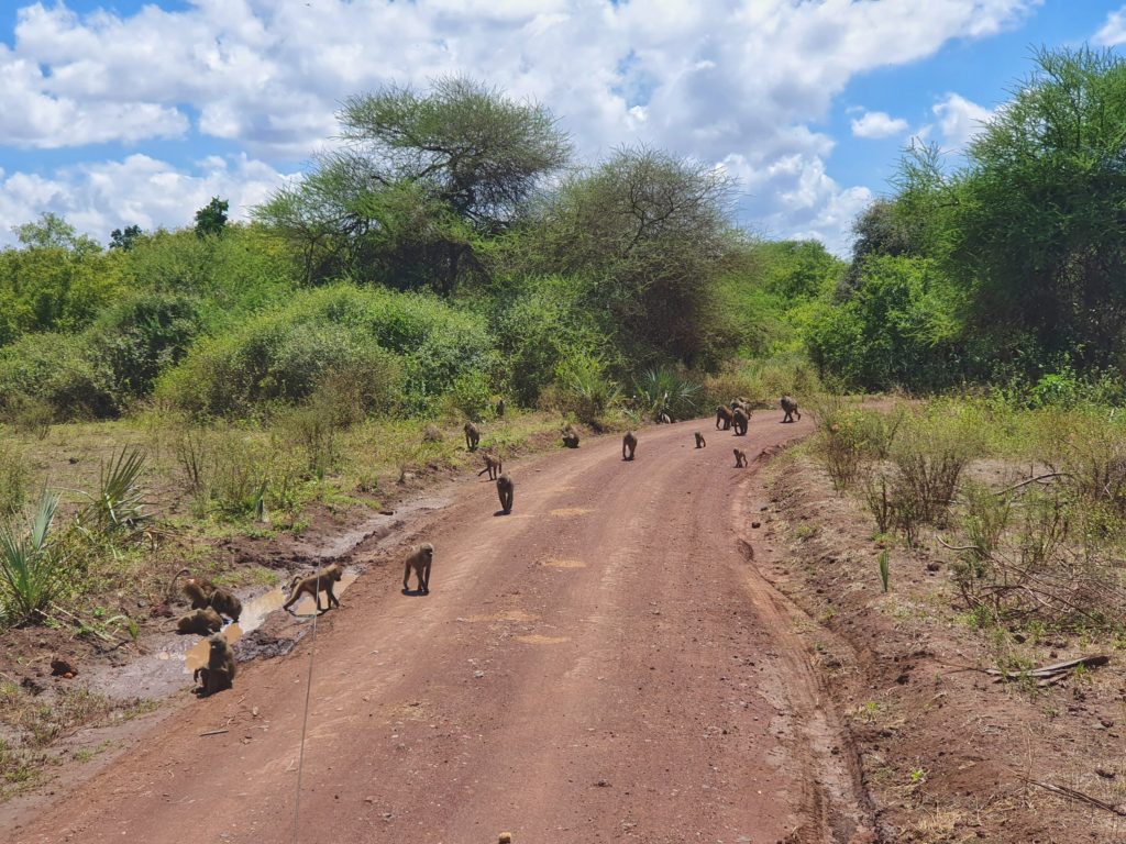 baboons lake manyara nationalpark