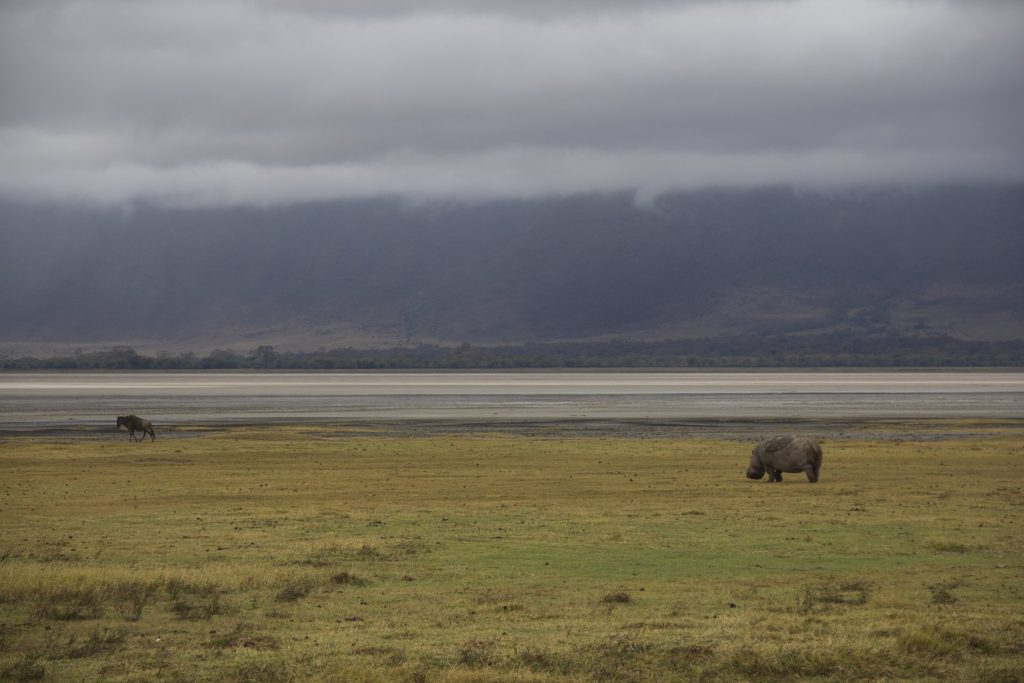 tanzania ngorongoro crater