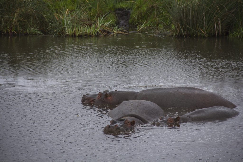 ngorongoro crater tanzania hippos
