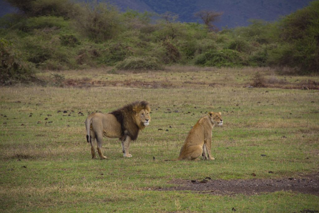 lion ngorongoro crater tanzania