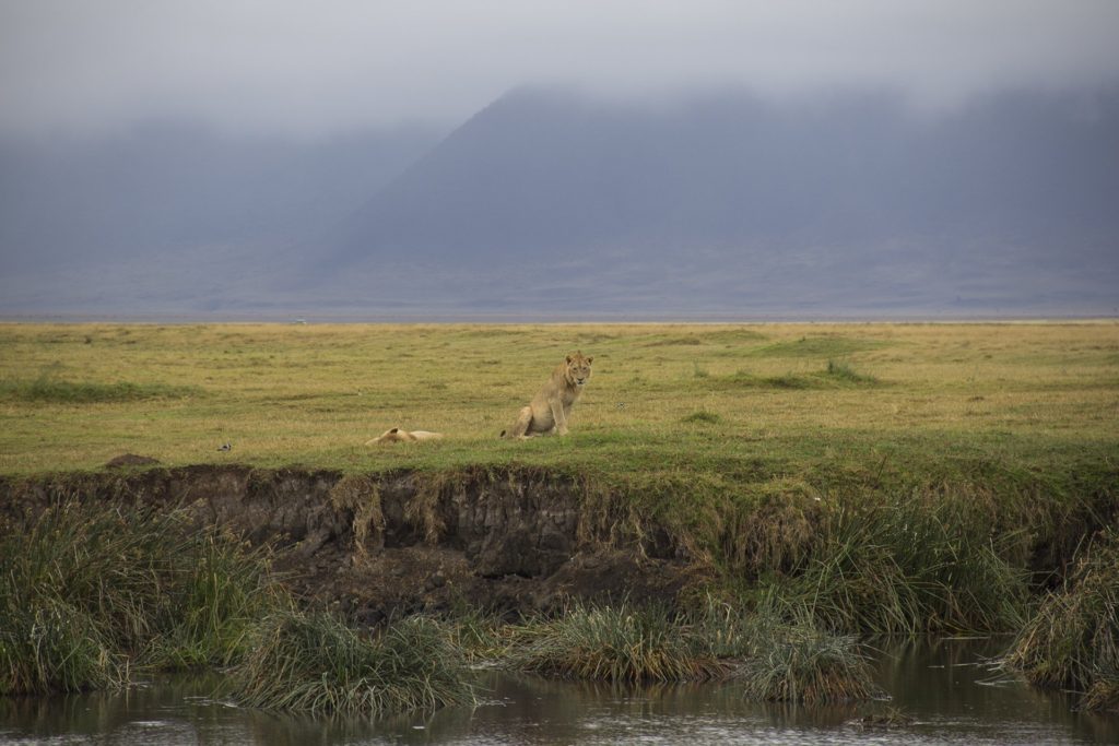 ngorongoro crater tanzania lions