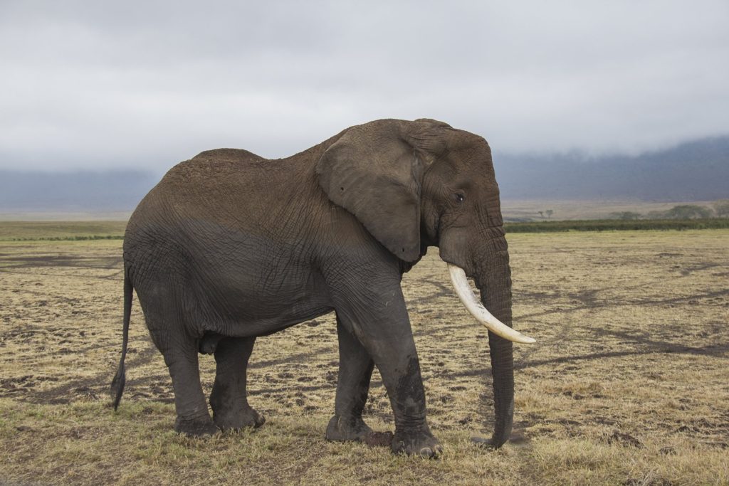 lonely elephant ngorongoro crater