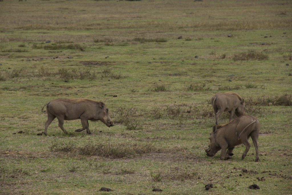 warthogs pumpa ngorongoro crater