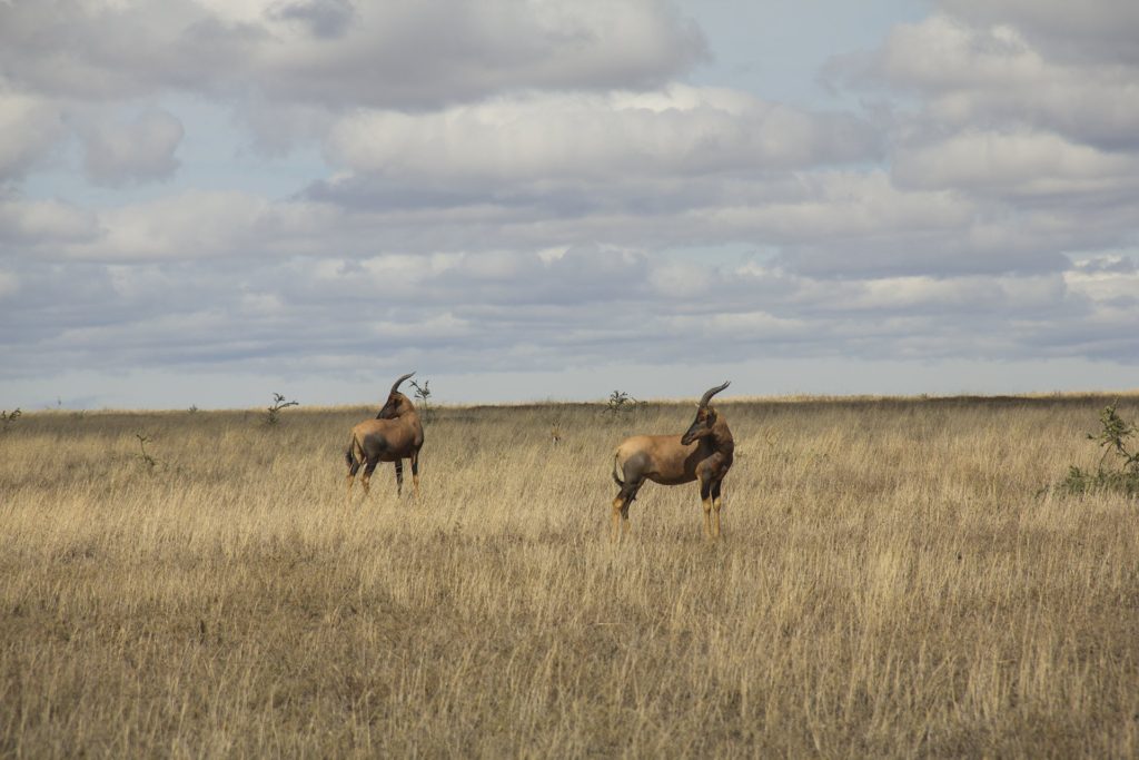 antelopes serengeti