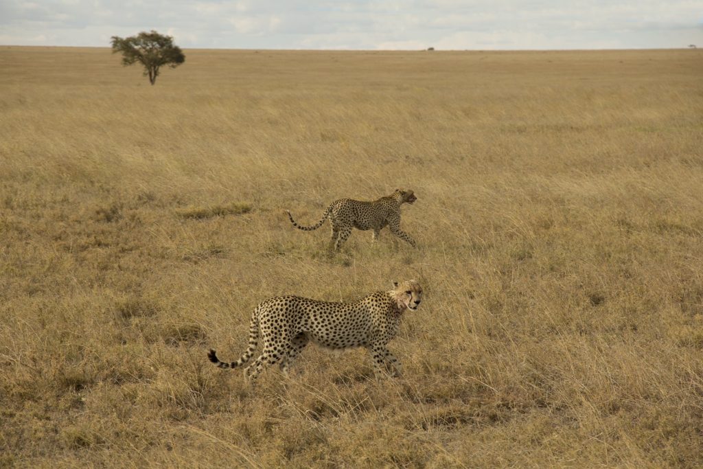 cheetahs serengeti tanzania