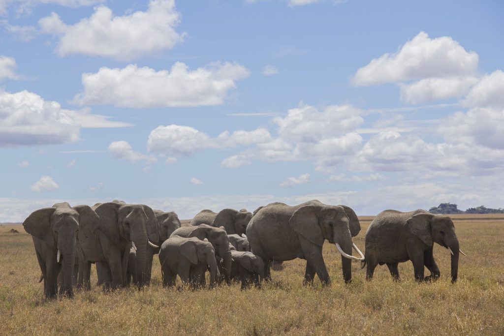 serengeti nationalpark elephants