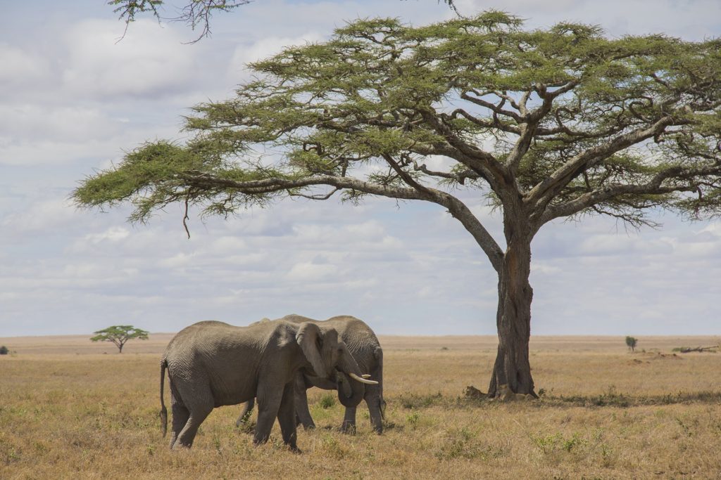 serengeti budget safari elephants