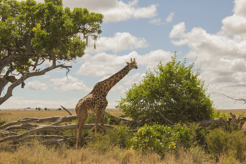 tanzania serengeti giraffe