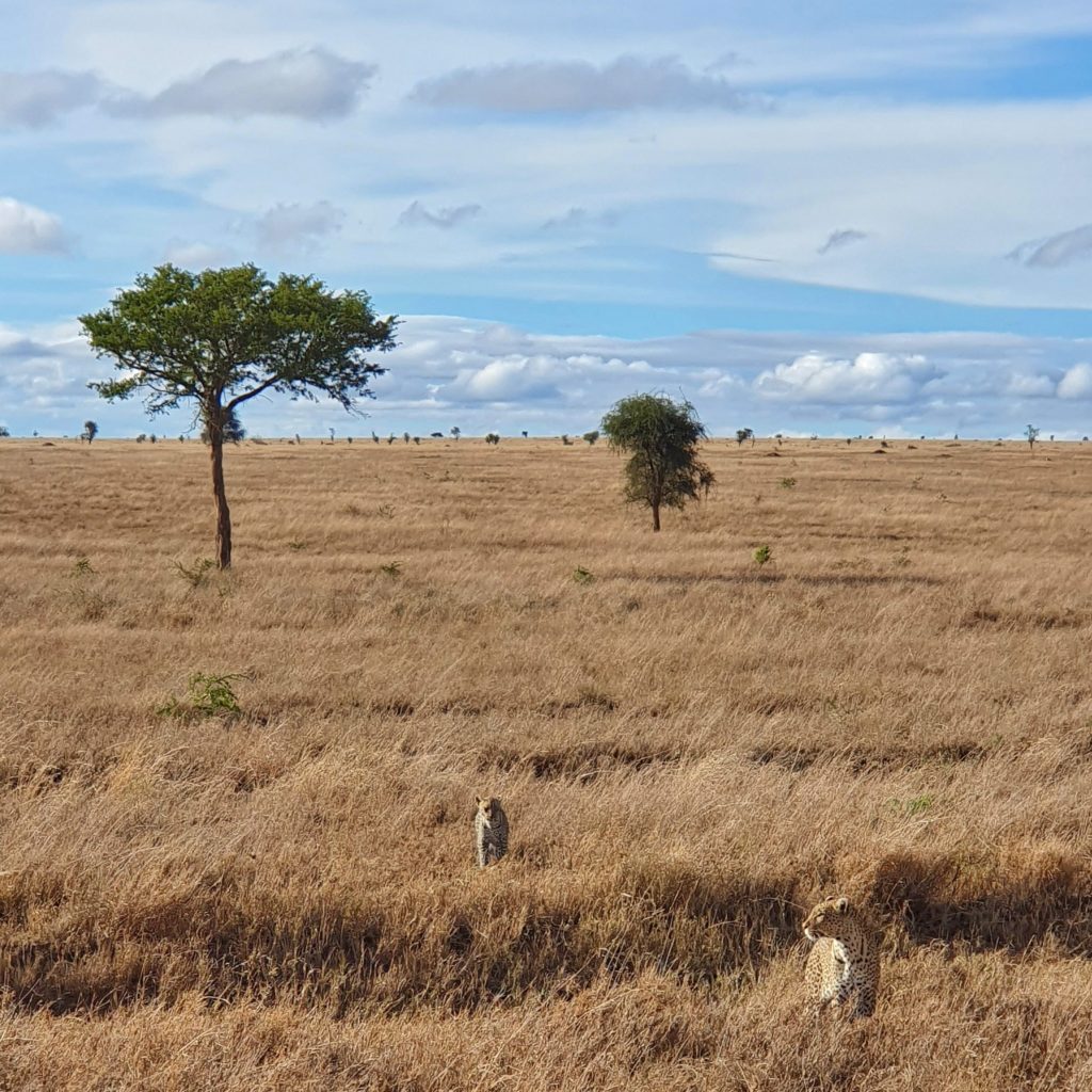 tanzania serengeti leopard