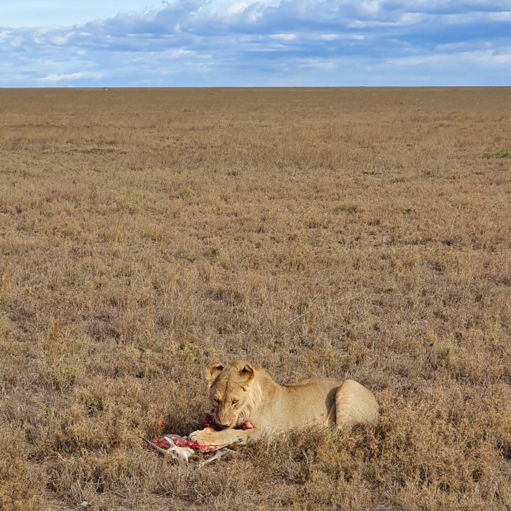 serengeti eating lion