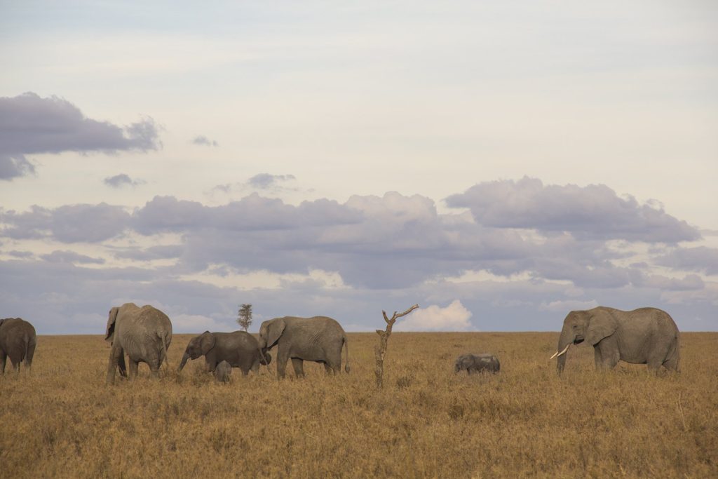 tanzania serengeti elephants