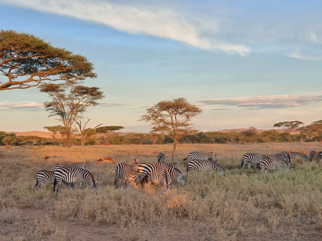 serengeti safari zebras impalas