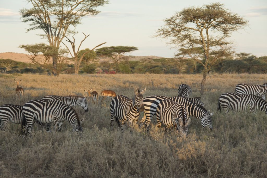 serengeti safari zebras