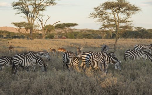 serengeti safari zebras