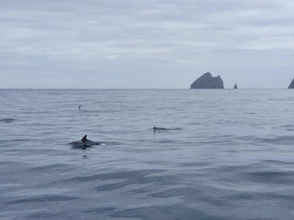 new zealand dolphins bay of islands