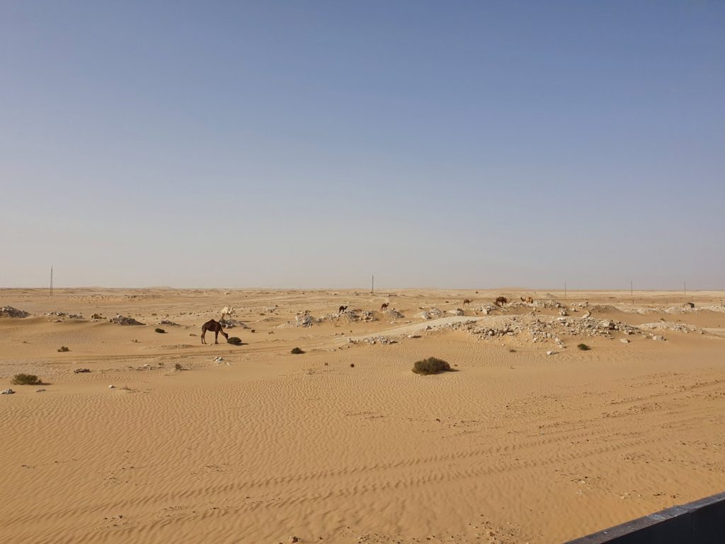 iron ore train sahara camels