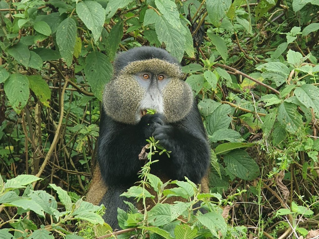 rwanda golden monkeys