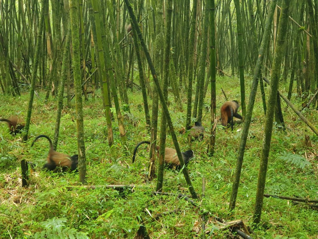 rwanda golden monkeys