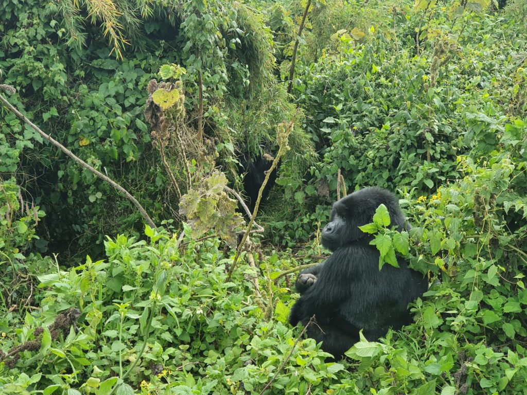 mountain gorillas rwanda